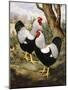 A Silver Wyandotte Cockerel-E. G. Wippell-Mounted Giclee Print