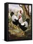 A Silver Wyandotte Cockerel-E. G. Wippell-Framed Stretched Canvas