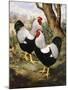 A Silver Wyandotte Cockerel-E. G. Wippell-Mounted Giclee Print
