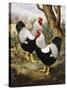 A Silver Wyandotte Cockerel-E. G. Wippell-Stretched Canvas