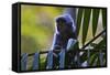 A Silvery Lutung or Silvered Leaf Monkey (Trachypithecus Cristatus)-Craig Lovell-Framed Stretched Canvas