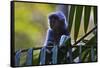 A Silvery Lutung or Silvered Leaf Monkey (Trachypithecus Cristatus)-Craig Lovell-Framed Stretched Canvas