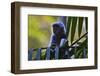 A Silvery Lutung or Silvered Leaf Monkey (Trachypithecus Cristatus)-Craig Lovell-Framed Photographic Print