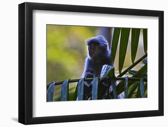 A Silvery Lutung or Silvered Leaf Monkey (Trachypithecus Cristatus)-Craig Lovell-Framed Photographic Print