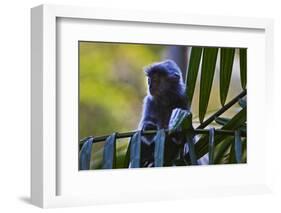 A Silvery Lutung or Silvered Leaf Monkey (Trachypithecus Cristatus)-Craig Lovell-Framed Photographic Print