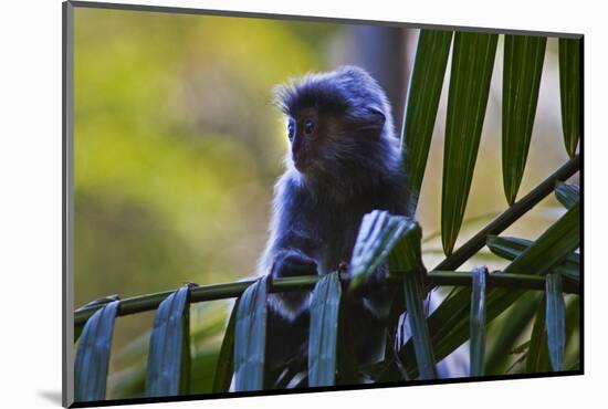 A Silvery Lutung or Silvered Leaf Monkey (Trachypithecus Cristatus)-Craig Lovell-Mounted Photographic Print