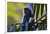 A Silvery Lutung or Silvered Leaf Monkey (Trachypithecus Cristatus)-Craig Lovell-Framed Photographic Print