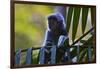 A Silvery Lutung or Silvered Leaf Monkey (Trachypithecus Cristatus)-Craig Lovell-Framed Photographic Print