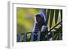 A Silvery Lutung or Silvered Leaf Monkey (Trachypithecus Cristatus)-Craig Lovell-Framed Photographic Print