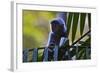 A Silvery Lutung or Silvered Leaf Monkey (Trachypithecus Cristatus)-Craig Lovell-Framed Photographic Print