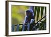 A Silvery Lutung or Silvered Leaf Monkey (Trachypithecus Cristatus)-Craig Lovell-Framed Photographic Print