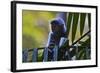 A Silvery Lutung or Silvered Leaf Monkey (Trachypithecus Cristatus)-Craig Lovell-Framed Photographic Print