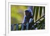 A Silvery Lutung or Silvered Leaf Monkey (Trachypithecus Cristatus)-Craig Lovell-Framed Photographic Print