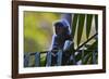 A Silvery Lutung or Silvered Leaf Monkey (Trachypithecus Cristatus)-Craig Lovell-Framed Photographic Print