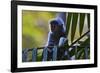 A Silvery Lutung or Silvered Leaf Monkey (Trachypithecus Cristatus)-Craig Lovell-Framed Photographic Print