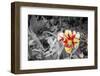 A Simple Flower-ryelo357-Framed Photographic Print