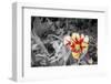 A Simple Flower-ryelo357-Framed Photographic Print