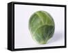 A Single Brussels Sprout-Cyndy Black-Framed Stretched Canvas