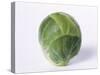 A Single Brussels Sprout-Cyndy Black-Stretched Canvas