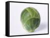 A Single Brussels Sprout-Cyndy Black-Framed Stretched Canvas