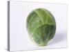 A Single Brussels Sprout-Cyndy Black-Stretched Canvas