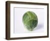 A Single Brussels Sprout-Cyndy Black-Framed Photographic Print