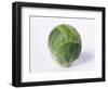 A Single Brussels Sprout-Cyndy Black-Framed Photographic Print