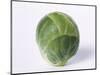 A Single Brussels Sprout-Cyndy Black-Mounted Photographic Print