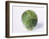 A Single Brussels Sprout-Cyndy Black-Framed Photographic Print