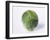 A Single Brussels Sprout-Cyndy Black-Framed Photographic Print