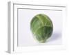 A Single Brussels Sprout-Cyndy Black-Framed Photographic Print