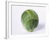 A Single Brussels Sprout-Cyndy Black-Framed Photographic Print