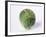 A Single Brussels Sprout-Cyndy Black-Framed Photographic Print