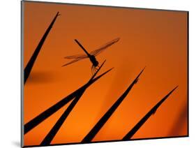 A Single Dragonfly Perched on a Leaf. Okavango Delta, Botswana.-Karine Aigner-Mounted Photographic Print