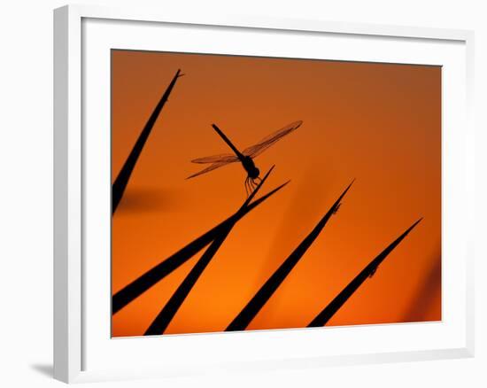 A Single Dragonfly Perched on a Leaf. Okavango Delta, Botswana.-Karine Aigner-Framed Photographic Print