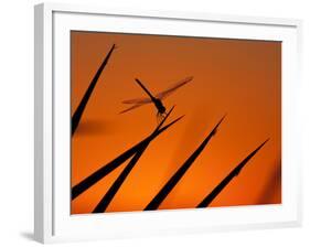 A Single Dragonfly Perched on a Leaf. Okavango Delta, Botswana.-Karine Aigner-Framed Photographic Print