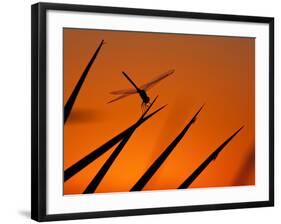 A Single Dragonfly Perched on a Leaf. Okavango Delta, Botswana.-Karine Aigner-Framed Photographic Print