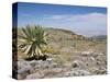 A Single Giant Lobelia, Bale Mountains, Southern Highlands, Ethiopia, Africa-Tony Waltham-Stretched Canvas