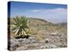 A Single Giant Lobelia, Bale Mountains, Southern Highlands, Ethiopia, Africa-Tony Waltham-Stretched Canvas