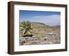 A Single Giant Lobelia, Bale Mountains, Southern Highlands, Ethiopia, Africa-Tony Waltham-Framed Photographic Print