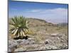 A Single Giant Lobelia, Bale Mountains, Southern Highlands, Ethiopia, Africa-Tony Waltham-Mounted Photographic Print