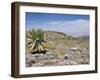 A Single Giant Lobelia, Bale Mountains, Southern Highlands, Ethiopia, Africa-Tony Waltham-Framed Photographic Print