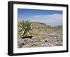 A Single Giant Lobelia, Bale Mountains, Southern Highlands, Ethiopia, Africa-Tony Waltham-Framed Photographic Print