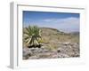 A Single Giant Lobelia, Bale Mountains, Southern Highlands, Ethiopia, Africa-Tony Waltham-Framed Photographic Print