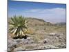 A Single Giant Lobelia, Bale Mountains, Southern Highlands, Ethiopia, Africa-Tony Waltham-Mounted Photographic Print