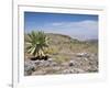 A Single Giant Lobelia, Bale Mountains, Southern Highlands, Ethiopia, Africa-Tony Waltham-Framed Photographic Print