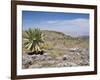 A Single Giant Lobelia, Bale Mountains, Southern Highlands, Ethiopia, Africa-Tony Waltham-Framed Photographic Print