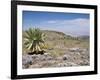 A Single Giant Lobelia, Bale Mountains, Southern Highlands, Ethiopia, Africa-Tony Waltham-Framed Photographic Print