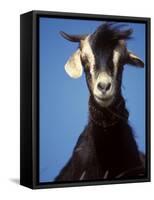 A Single Goat-null-Framed Stretched Canvas