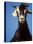 A Single Goat-null-Stretched Canvas